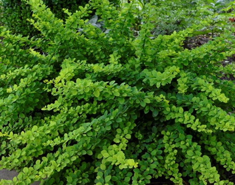 Berberis Green carpet Листяні кущі Сад твоєї мрії.